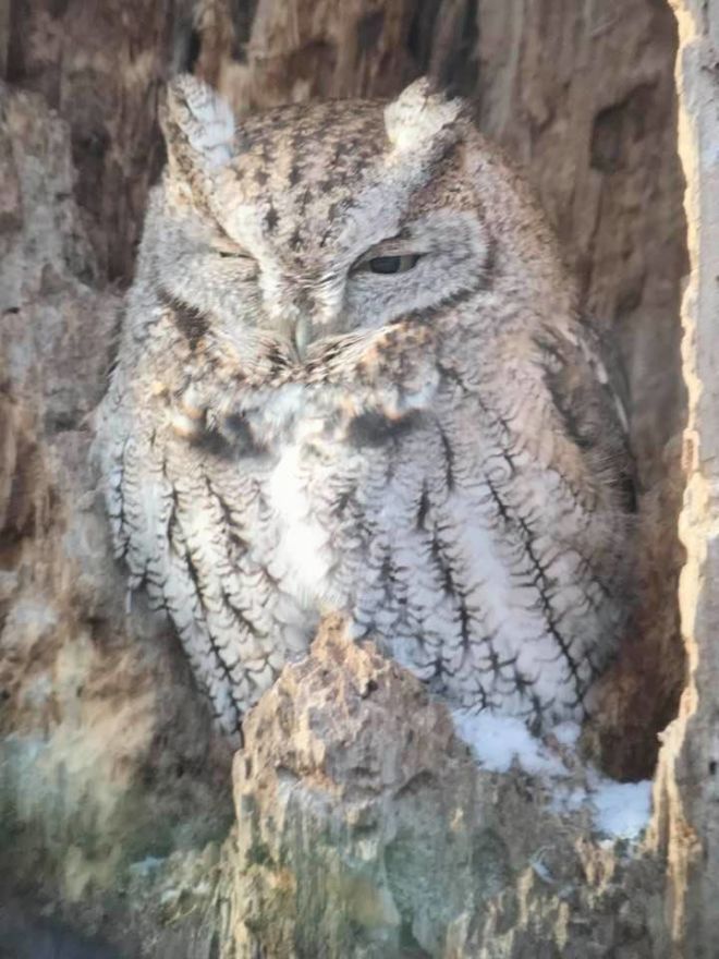 Eastern Screech-Owl enjoying the brief sunshine. Image digiscoped with a 88 mm KOWA scope. Bruce Di Labio Dec 15 2019