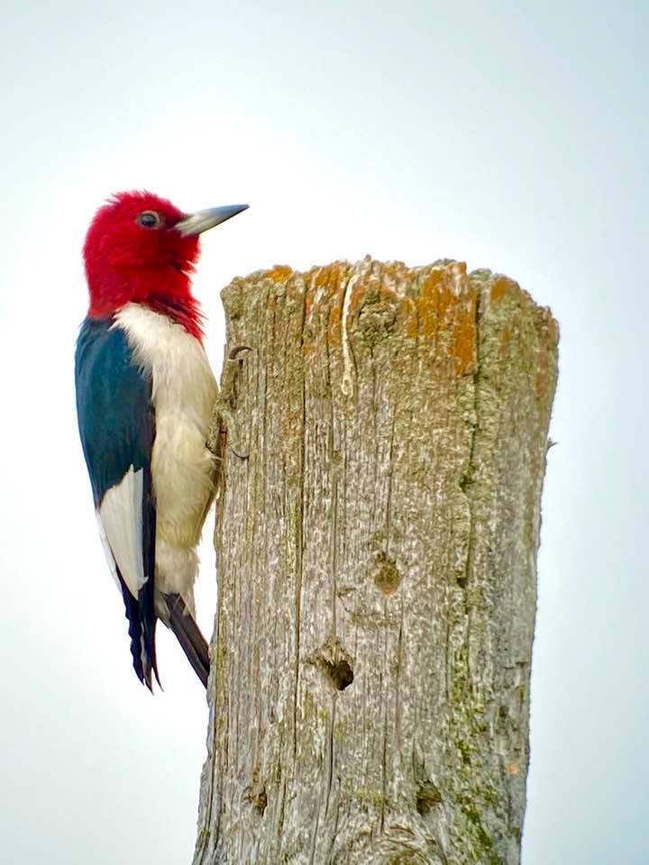 Red-headed Woodpecker. Taken at Constance Bay using my Kowa 88mm scope with a 25-60 mm zoom eyepiece and iPhone 11 hand held. Bruce Di Labio_ July18, 2020